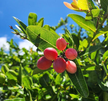 Miracle Fruit berries