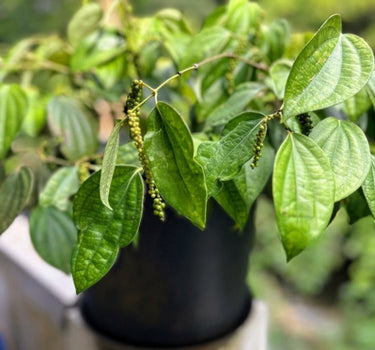 Black Pepper Plant