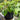 Black Pepper Plant