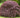 Tamukeyama Japanese Maple
