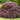 Tamukeyama Japanese Maple