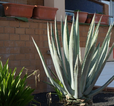 Americana Silver Agave