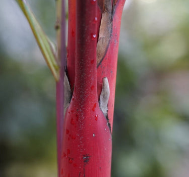 Lipstick Palm
