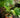 Chinese Fan Palm
