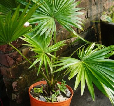 Chinese Fan Palm