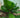 Ruffled Fan Palm