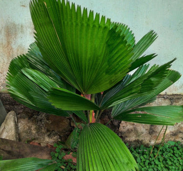 Ruffled Fan Palm