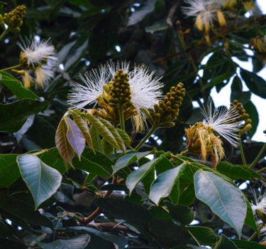 Ice Cream Bean Tree