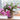 Holiday Cactus