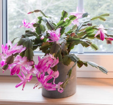 Holiday Cactus
