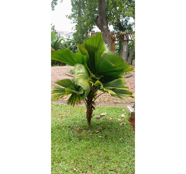Ruffled Fan Palm