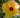 Variegated Hibiscus Tiliaceus