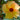 Variegated Hibiscus Tiliaceus