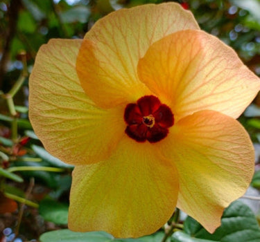 Variegated Hibiscus Tiliaceus