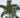 Christmas Palm Tree