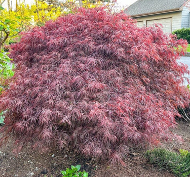 Crimson Queen Japanese Maple