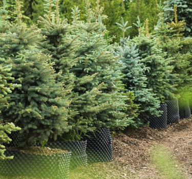 Baby Blue Eyes Spruce