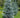 Colorado Blue Spruce