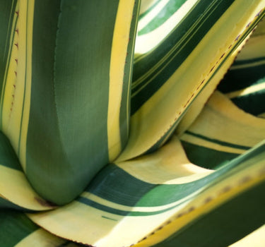 Agave Americana 'Mediopicta Alba'