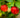 Barbados Cherry Tree
