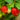 Barbados Cherry Tree