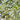 olive tree leaves