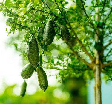 Australian Finger Lime Tree