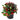 American Wintergreen