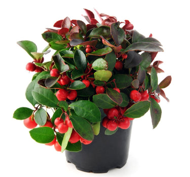 American Wintergreen