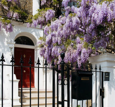 Blue Moon Wisteria