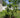 Key Lime Tree