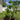 Key Lime Tree
