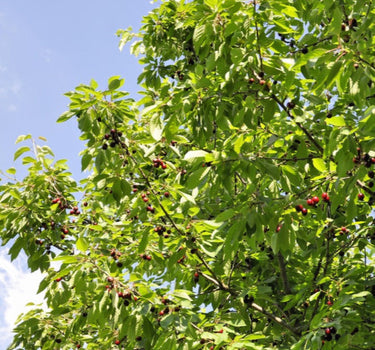 Bing Cherry Tree