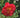 Greensboro Red Camellia