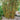 Golden Goddess Bamboo