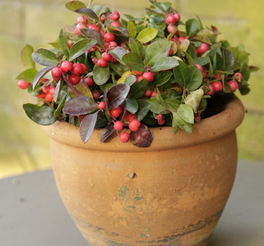 American Wintergreen