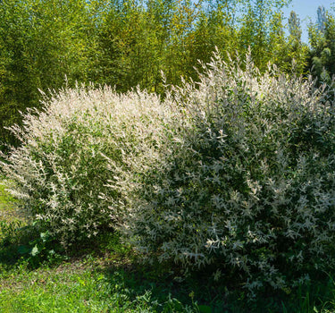 Tri-Color Dappled Willow Bush