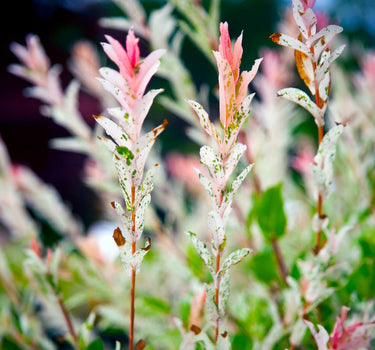 Tri-Color Dappled Willow Tree