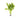 Water Wisteria (Hygrophila difformis) – Pot
