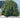 Weeping Norway Spruce