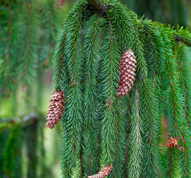 Weeping Norway Spruce