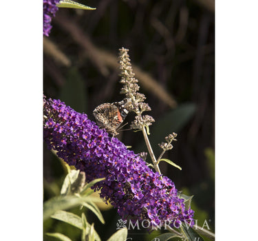 Black Knight Butterfly Bush