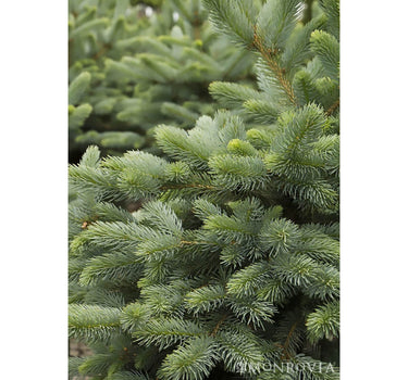 Baby Blue Eyes Spruce