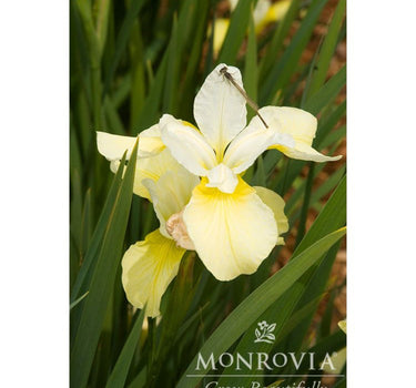 Butter & Sugar Siberian Iris