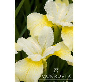 Butter & Sugar Siberian Iris