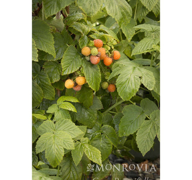 Fall Gold Raspberry