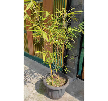 Golden Goddess Bamboo