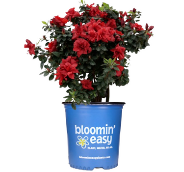 Ever After™ Ruby Reblooming Azalea