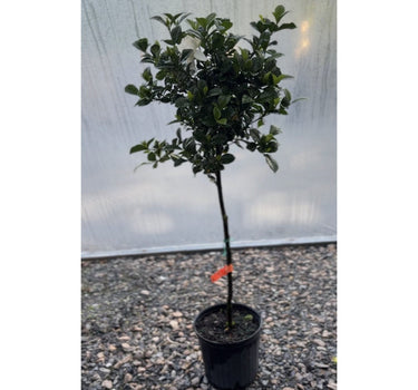 Gardenia Tree