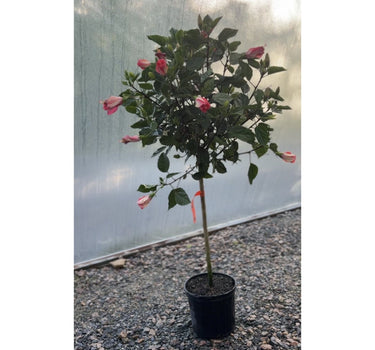 Hibiscus Tree